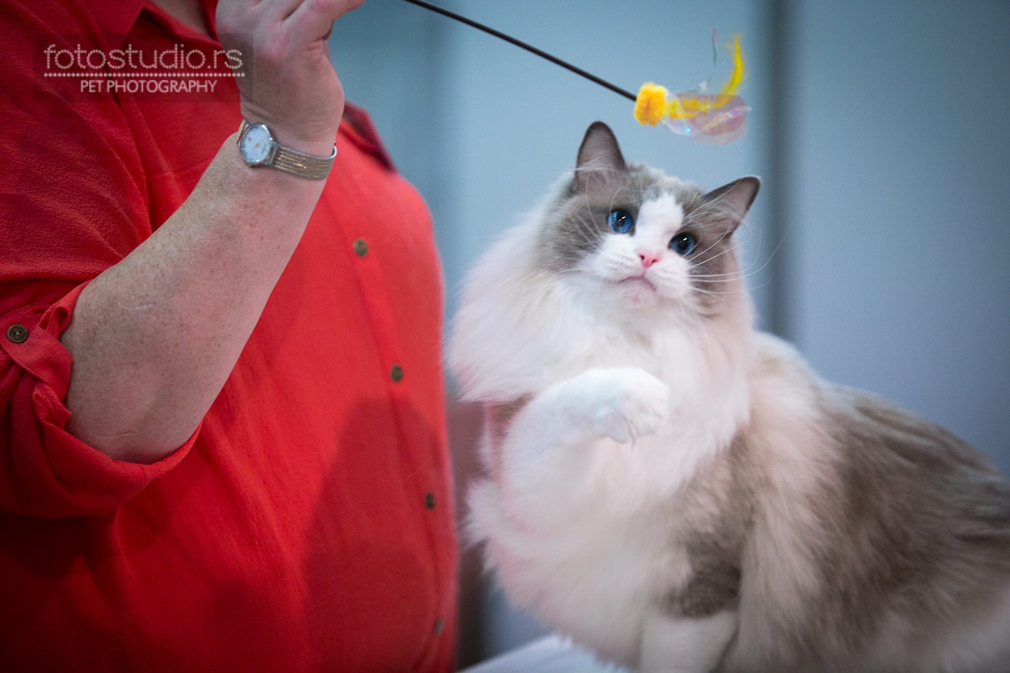 /images/Galeria/Kiállítások (Cat shows)/18768261_436986240002409_1609597483957901967_o.jpg